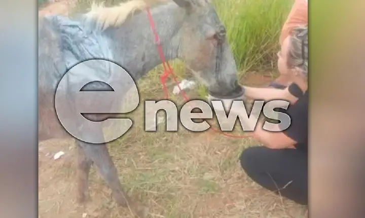 Animal encontrado com ferimentos graves não resiste e morre, em Campos Altos; entenda o caso