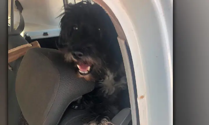 Animal vítima de maus-tratos é resgatado pela Polícia Civil, em Campos Altos