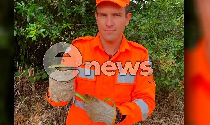 Bombeiros capturam cobra dentro de residência em Campos Altos