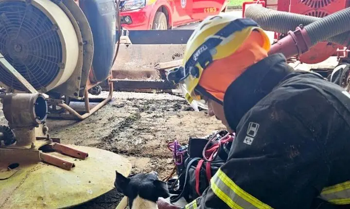 Bombeiros resgatam cachorro que caiu em fosso de secador de  café, em Campos Altos MG