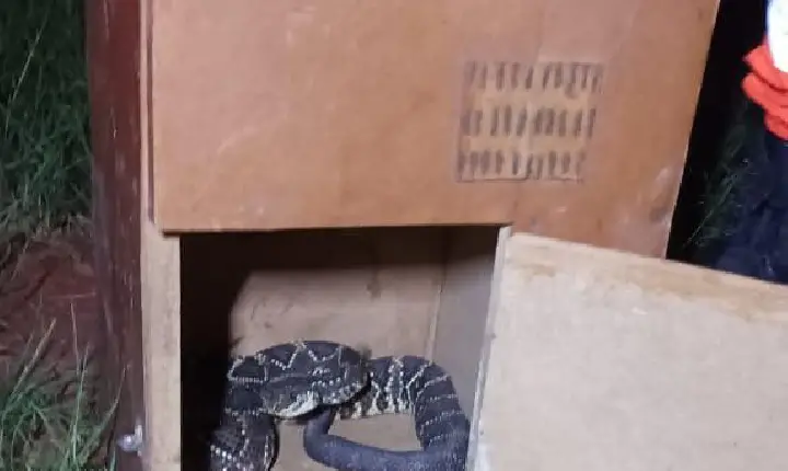 Bombeiros são acionados para capturar cascavel, no bairro Camposaltinho em Campos Altos