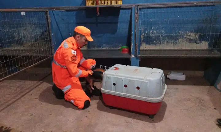 Cachorro atropelado, é resgatado pelo Corpo de Bombeiros, em Campos Altos