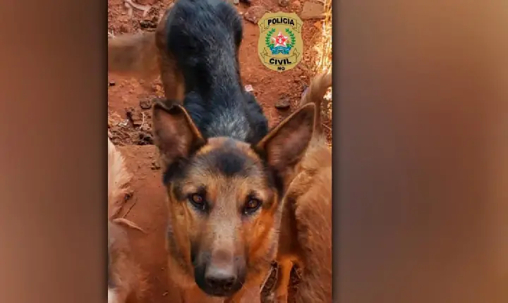 Cachorro com indícios de maus-tratos é resgatado pela Polícia Civil, em Campos Altos