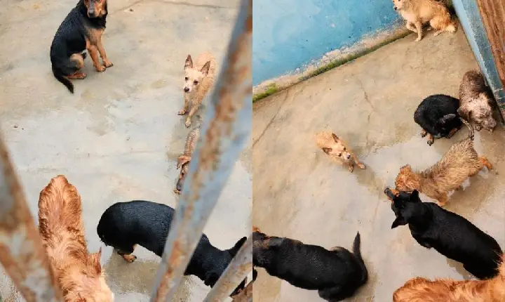 Cães são resgatados em condições insalubres, em Campos Altos MG