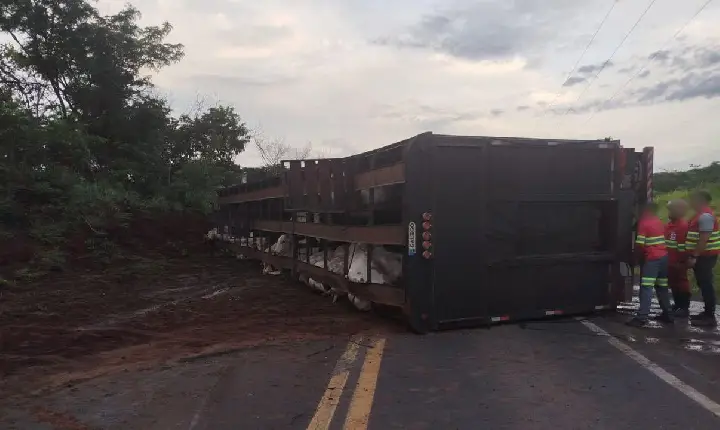 Caminhão carregado com gado tomba na BR-262 próximo a Uberaba MG