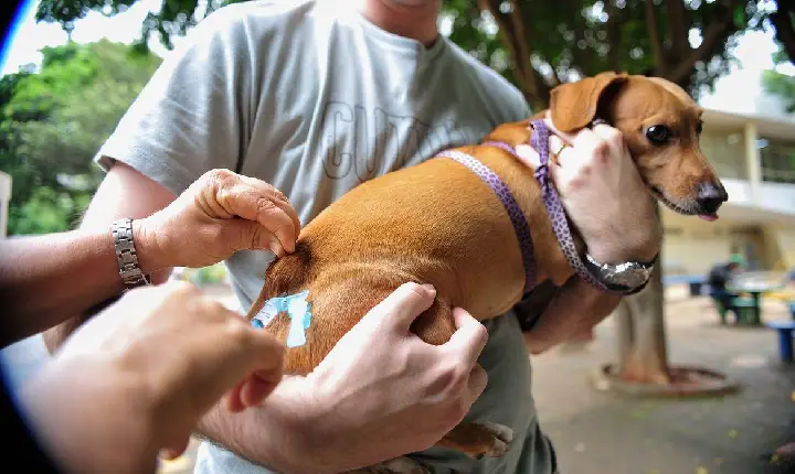 Campos Altos promove vacinação antirrábica e feira de adoção de animais alojados no Canil Municipal