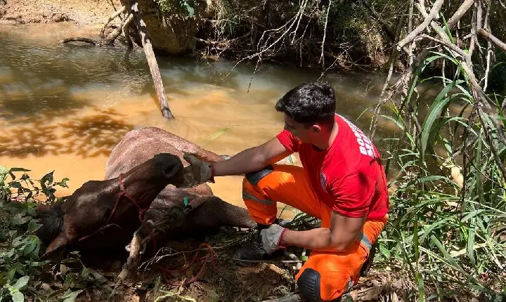 Cavalo cai em córrego e é resgatado pelos bombeiros em Campos Altos