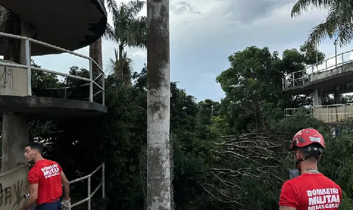 Chuva provoca queda de árvores na Praça Benedito Valadares