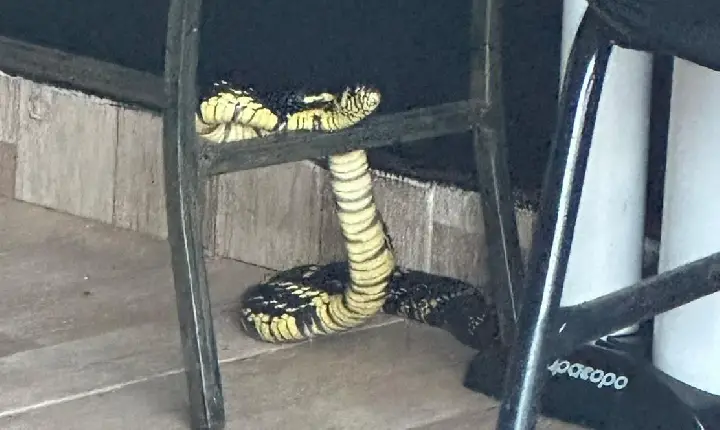 'Cobra Caninana' é resgatada pelos Bombeiros dentro de igreja em Campos Altos