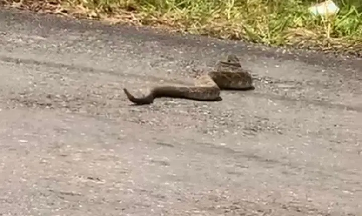 Cobra Cascavel é registrada atravessando avenida em Campos Altos