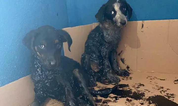 Crueldade: filhotes são resgatados dentro de latas de piche, em Campos Altos