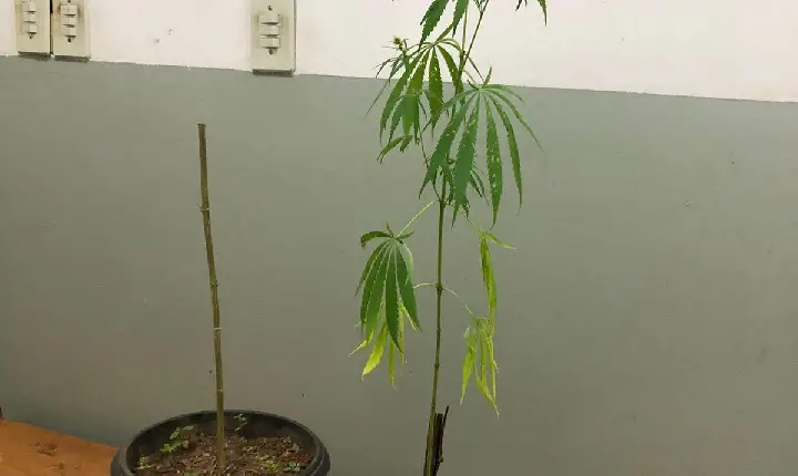 Cultivo de maconha é encontrado pela PC, em Campos Altos