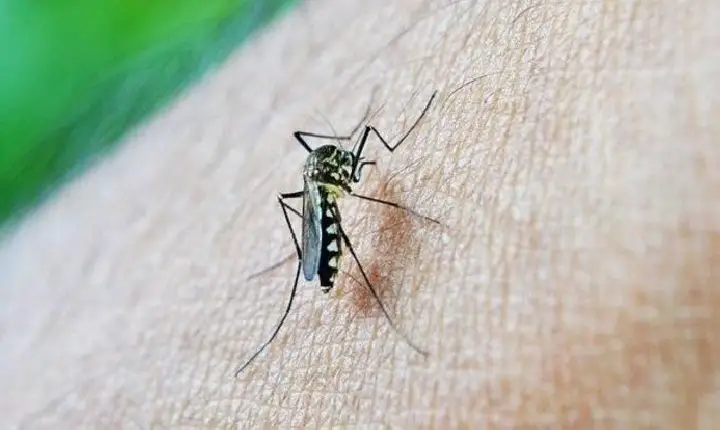 Dengue: casos e mortes disparam no Brasil; mudança climática faz vírus circular