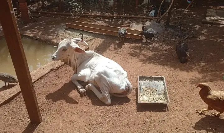 Dois homens são presos por maus-tratos de bezerro furtado de uma fazenda em Uberaba