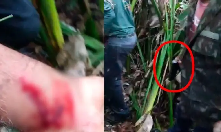 Durante buscas, onça retorna ao corpo da vítima e ataca equipe no Pantanal