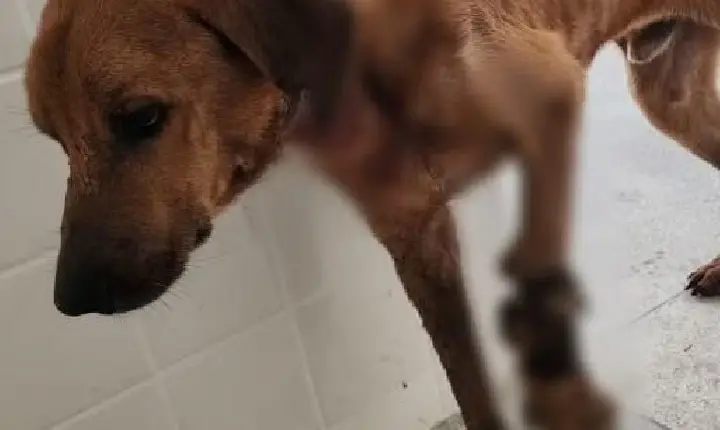 Cachorro precisa ser sacrificado por falta de cuidado do tutor após ser atropelado em Bambuí-MG