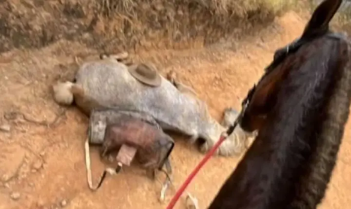 Famosos se unem em campanha por cavalo que teve as patas mutiladas em SP