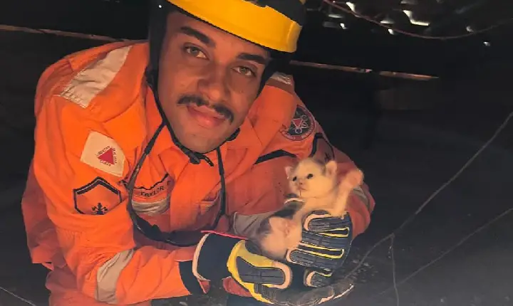 Filhote de gato é resgatado de laje de residência em Campos Altos pelos bombeiros