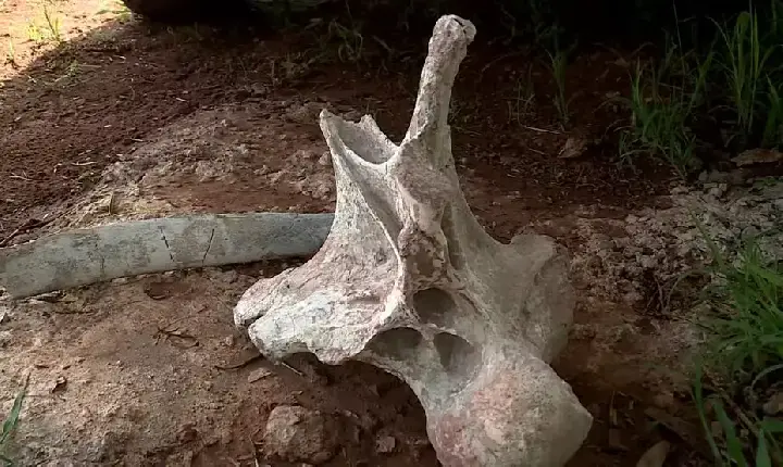 Fósseis que podem ser de titanossauro são descobertos em obra de rodovia em Uberaba