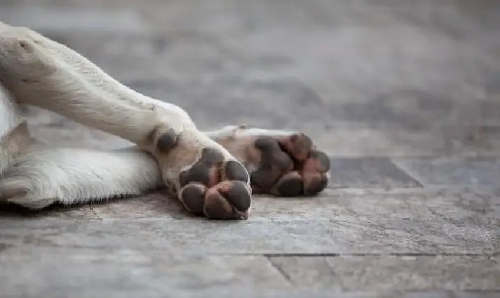 Juiz de Fora registra o 1º caso de varíola do macaco em cachorro no Brasil