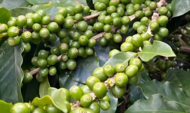 Ladrões roubam café até no pé no interior de Minas Gerais devido ao preço em alta