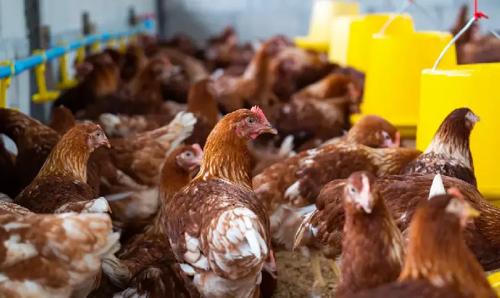 MG confirma caso de gripe aviária, e governo decreta estado de emergência sanitária animal