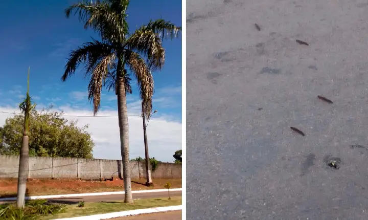 Moradora reclama de infestação de mandruvás na sua residência, em Santa Rosa da Serra; prefeitura emite nota