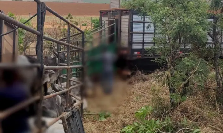 Motorista sai ileso de tombamento de carreta carregada com gado na BR-262, em Sacramento