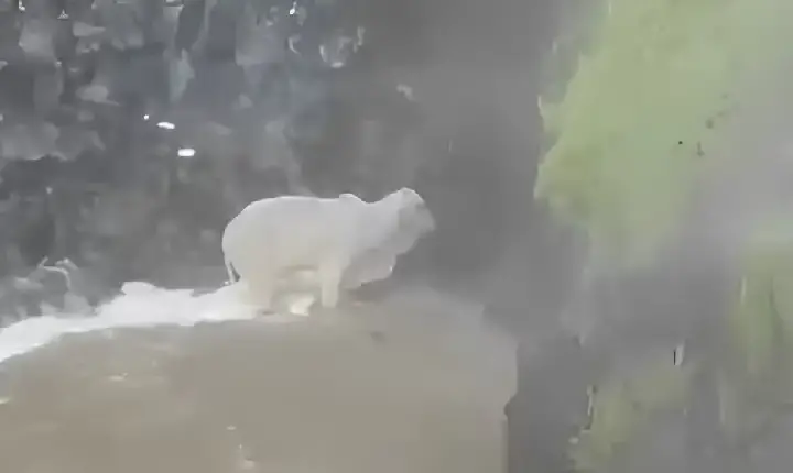 Nelore com cerca de 350kg é resgatado pelos Bombeiros na Cachoeira da Fumaça