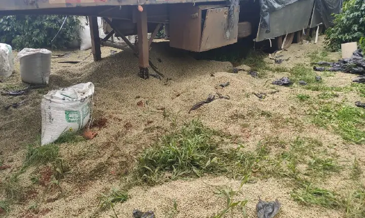 Nove são detidos após roubo de 27 toneladas de café em pátio de posto na BR-262 em Ibiá
