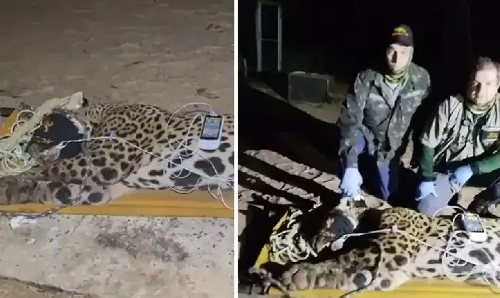 Onça-pintada que matou caseiro é capturada no Mato Grosso do Sul