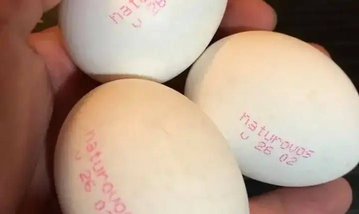 Ovos deverão ter validade carimbada a partir de março