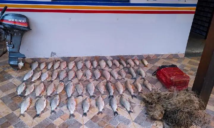 Pesca ilegal no Rio São Francisco: 40 kg de peixe apreendido durante piracema