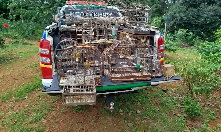 Polícia de Meio Ambiente resgata 59 aves silvestres em situação de maus-tratos na zona rural de Campos Altos