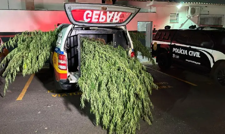 Polícia encontra 85 pés de maconha camuflados entre plantação de mamona em Uberlândia