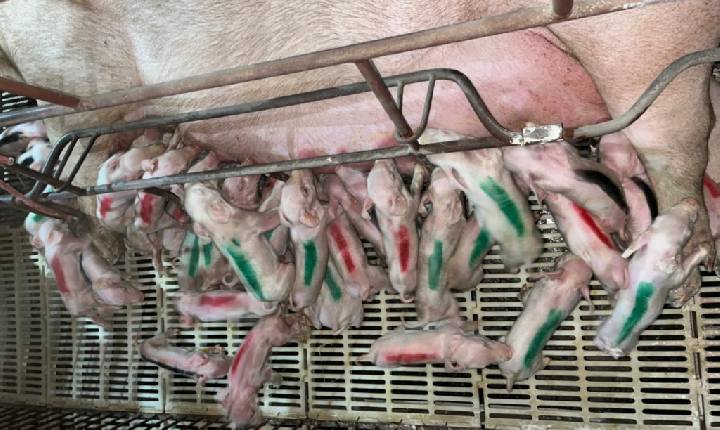Porca dá à luz 45 leitões em Luz MG