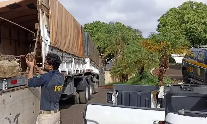 PRF apreende quase três toneladas de maconha e motorista de carreta bitrem é preso em Uberaba