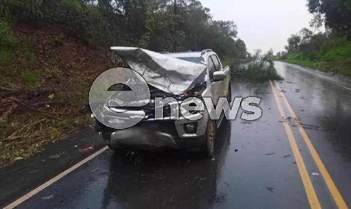 Queda de árvore provoca acidente na BR-354