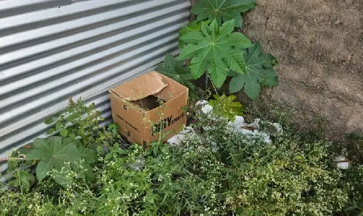 Recém-nascido é encontrado em caixa de papelão em cidade no interior de MG