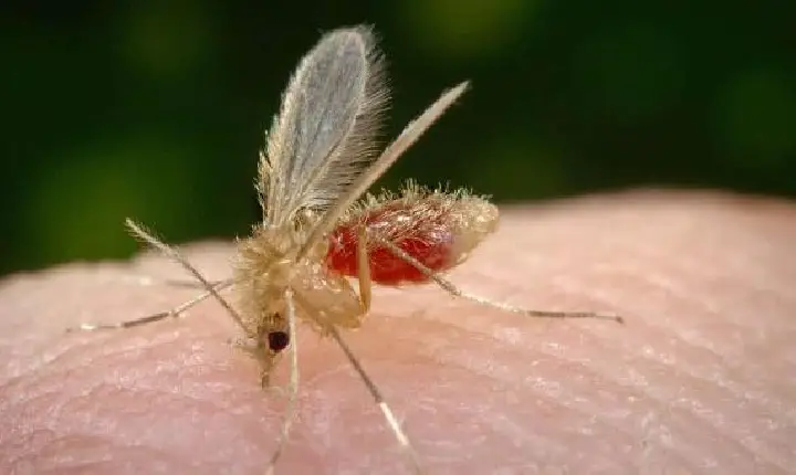 Saiba como proteger pets e humanos da leishmaniose; doença não tem cura