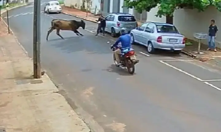 Vaca perdida na rua bate em carro e quase atinge pedestres no interior de MG