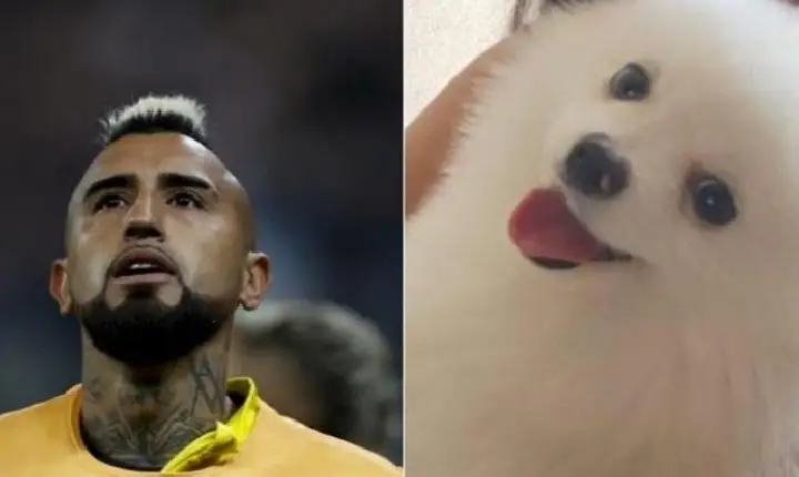 Vidal, do Flamengo, oferece recompensa milionária por cão desaparecido da filha