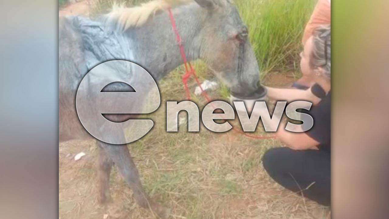 Animal encontrado com ferimentos graves não resiste e morre, em Campos Altos; entenda o caso