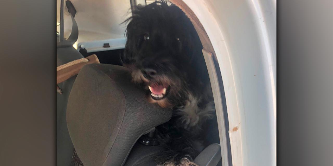 Animal vítima de maus-tratos é resgatado pela Polícia Civil, em Campos Altos