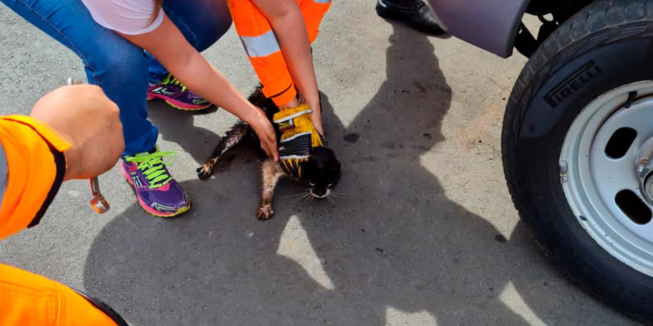 Gato é resgatado após ser encontrado em motor de carro, em Campos Altos