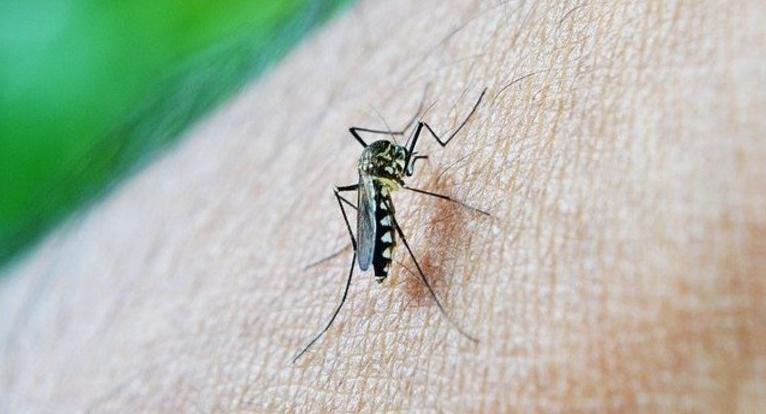 Dengue: casos e mortes disparam no Brasil; mudança climática faz vírus circular