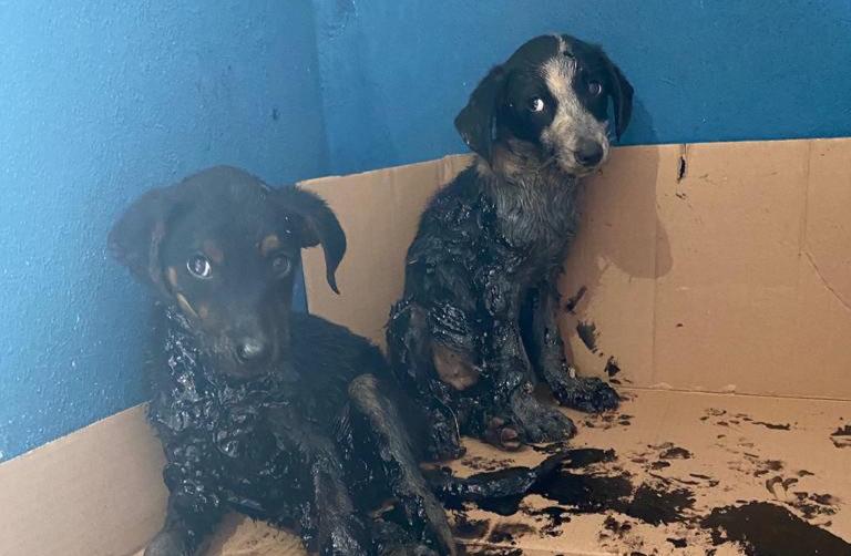 Crueldade: filhotes são resgatados dentro de latas de piche, em Campos Altos