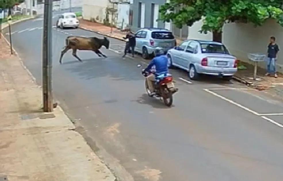 Vaca perdida na rua bate em carro e quase atinge pedestres no interior de MG