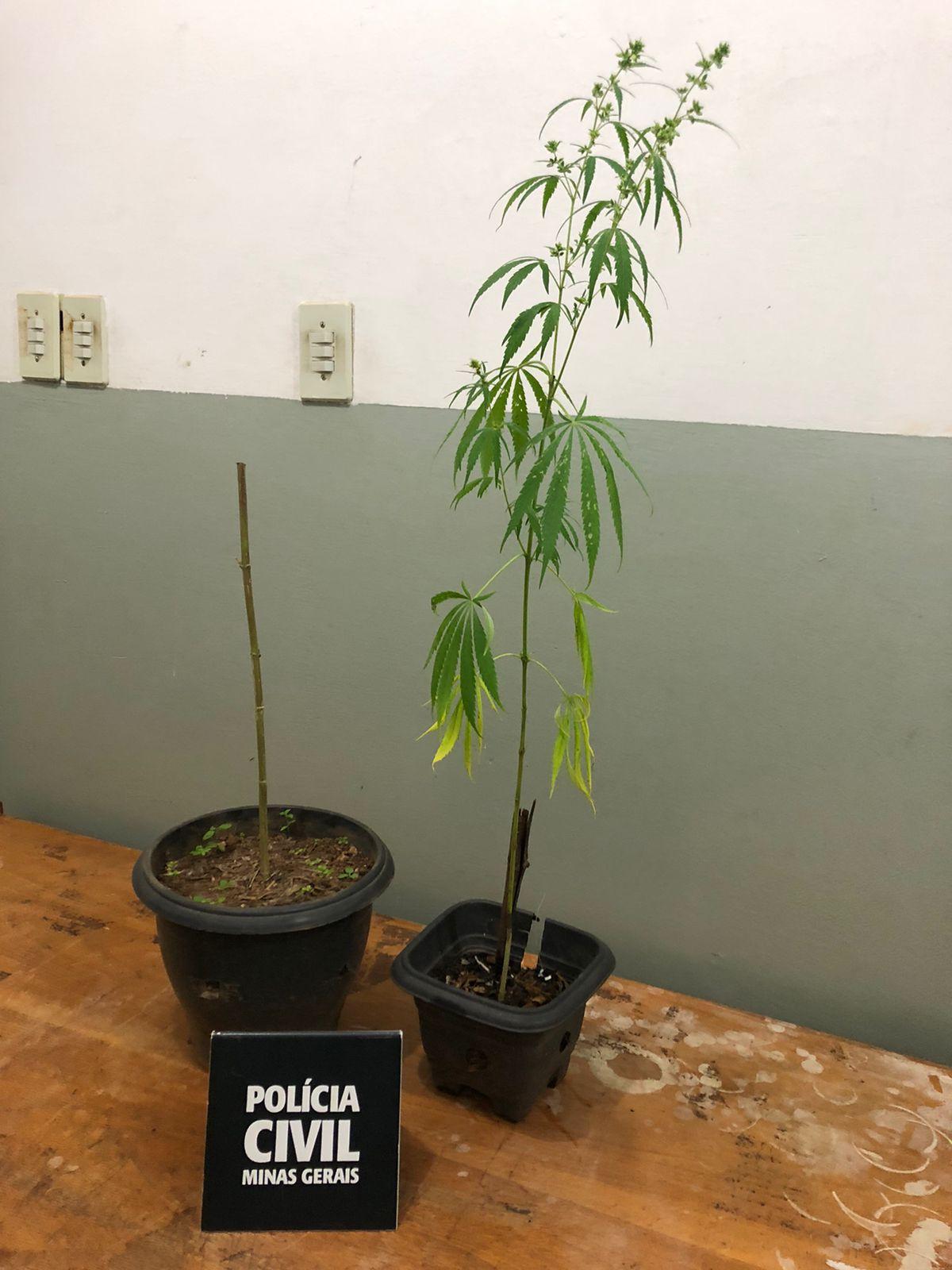 Cultivo de maconha é encontrado pela PC, em Campos Altos