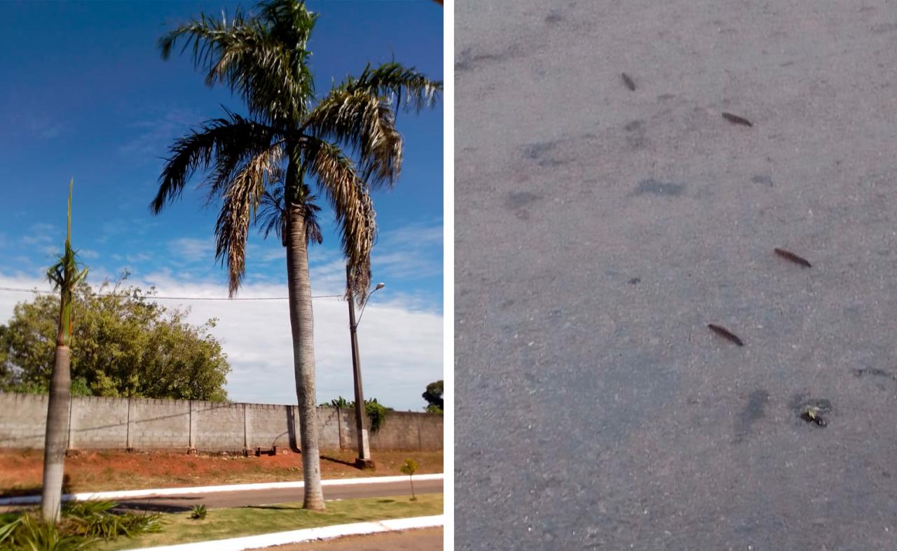 Moradora reclama de infestação de mandruvás na sua residência, em Santa Rosa da Serra; prefeitura emite nota